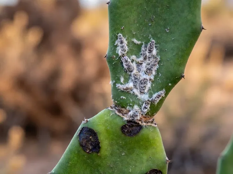 cocciniglia