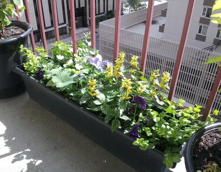 fiori per balcone marzo