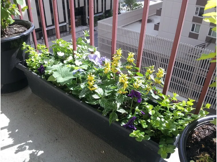 fiori per balcone marzo