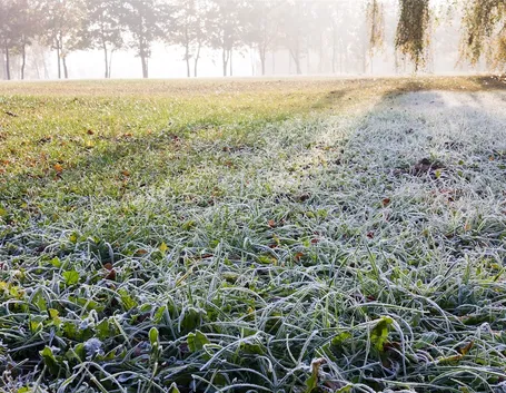 prato in inverno