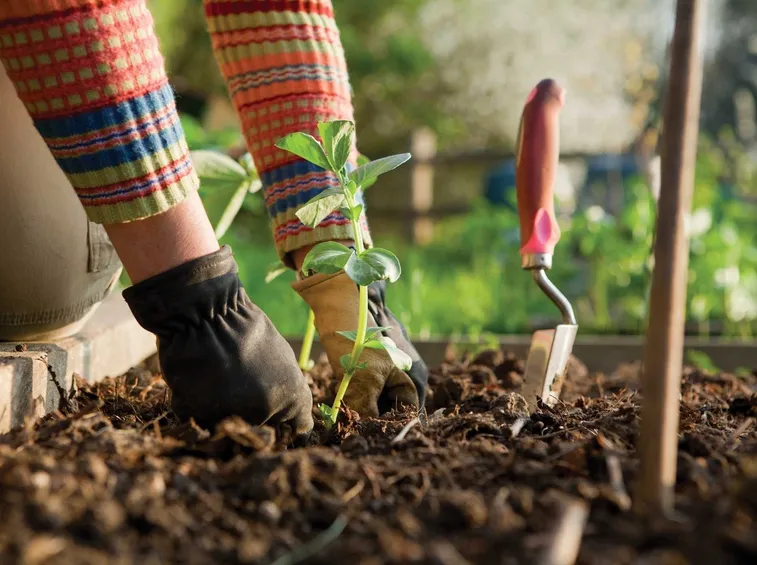 Lavori del mese giardinaggio