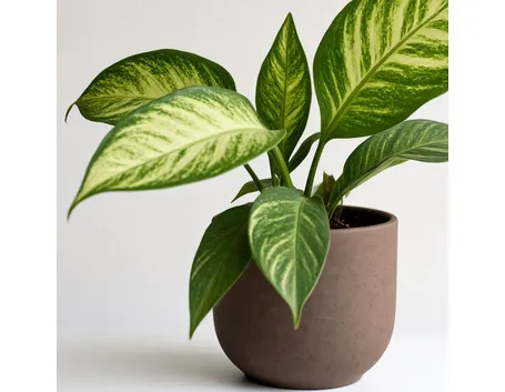 dieffenbachia