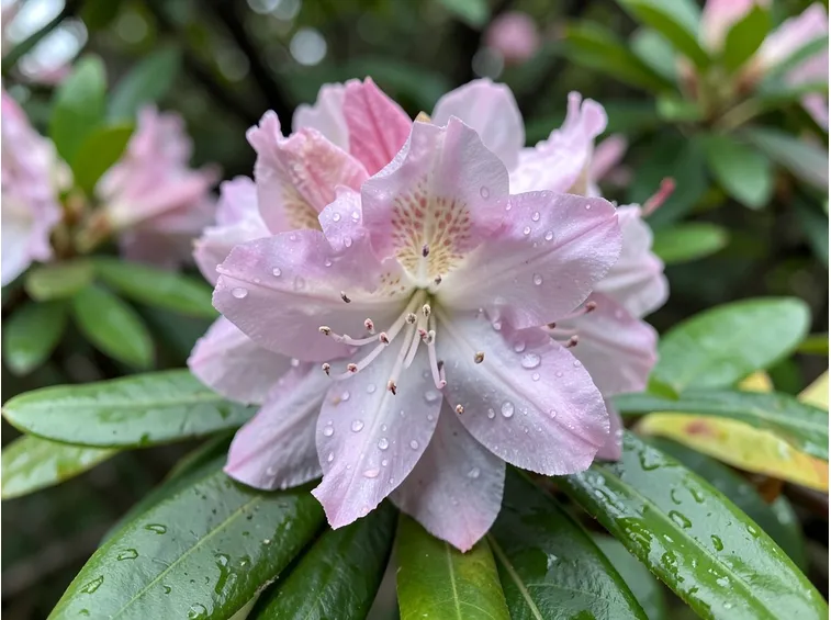 azalea
