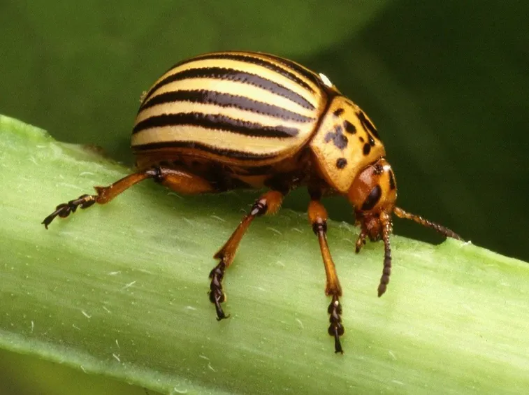 coleottero