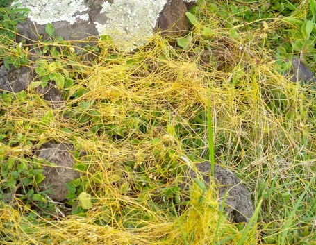 Cuscuta selvatica