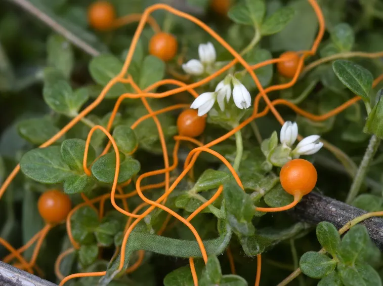 Fiori frutti cuscuta
