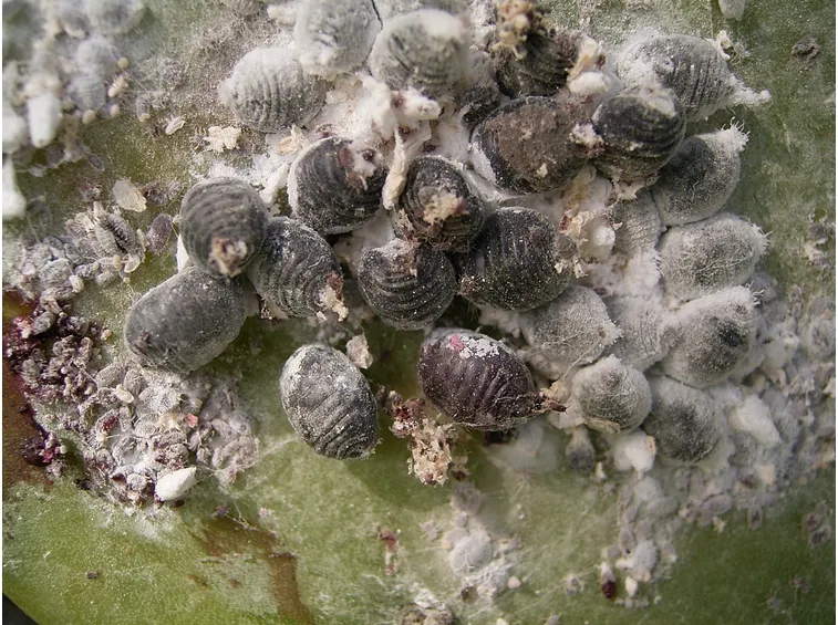 infestazione cocciniglia