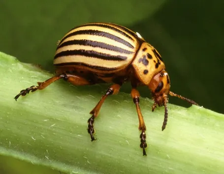 Leptinotarsa decemlineata