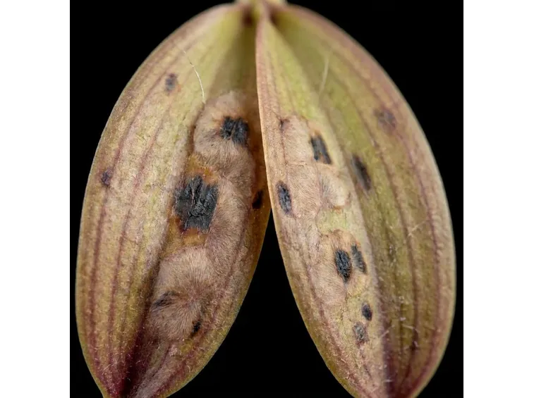 Malattie orchidee