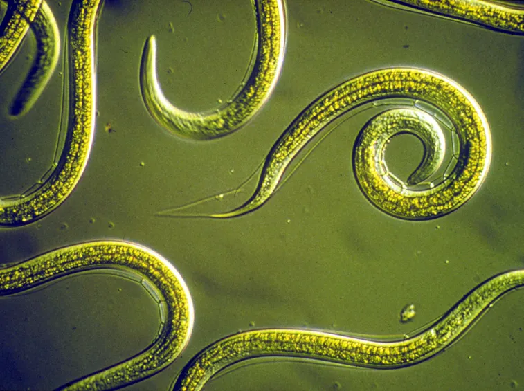 Larve nematodi