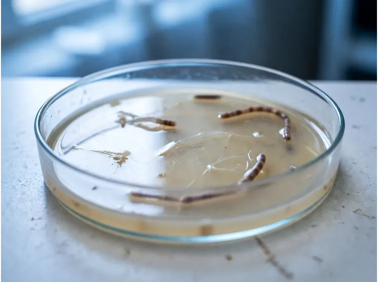 Nematodi
