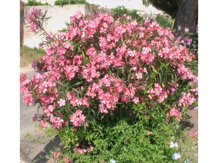 Oleandro