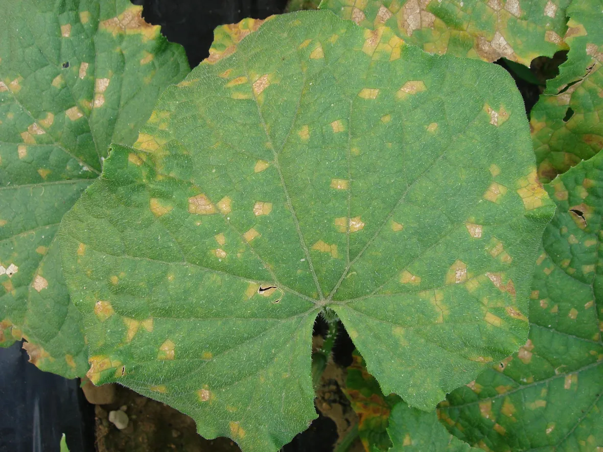Foglia colpite peronospora