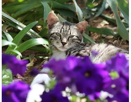 gatto su fiori