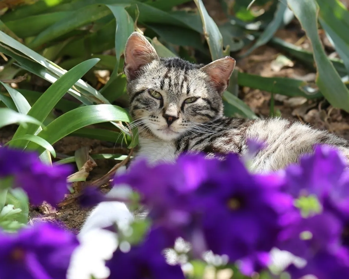 gatto su fiori