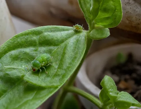 Pidocchi piante