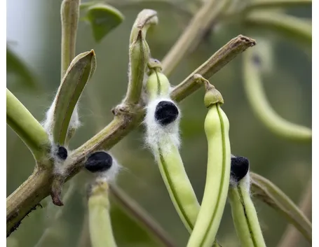 ortaggi malati di sclerotinia