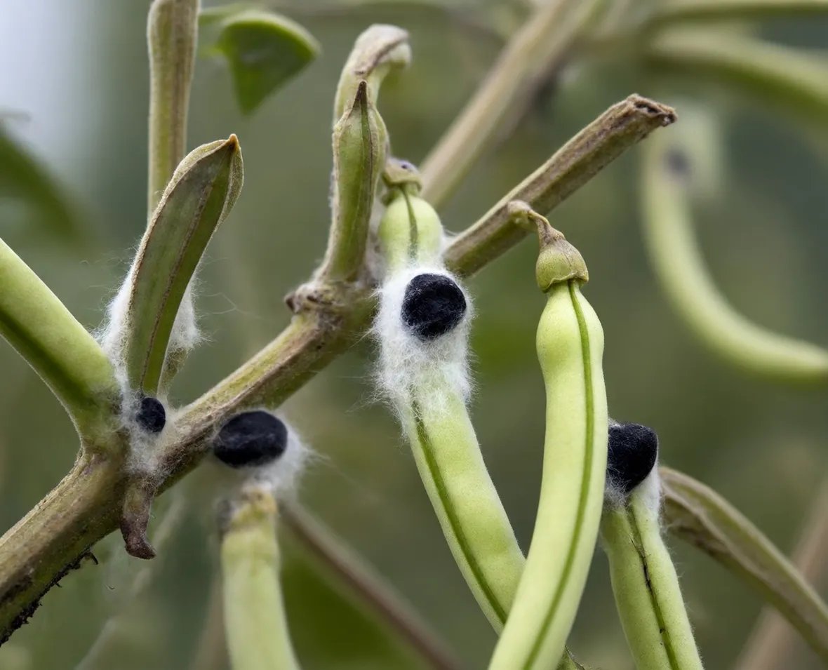 ortaggi malati di sclerotinia