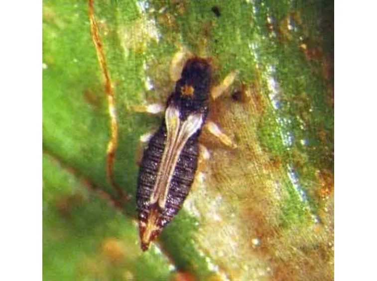 tripide degli agrumi
