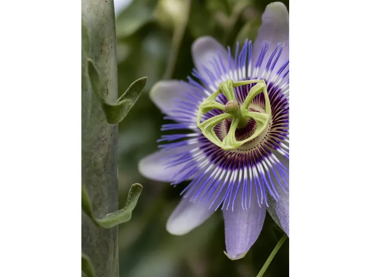 passiflora caerulea