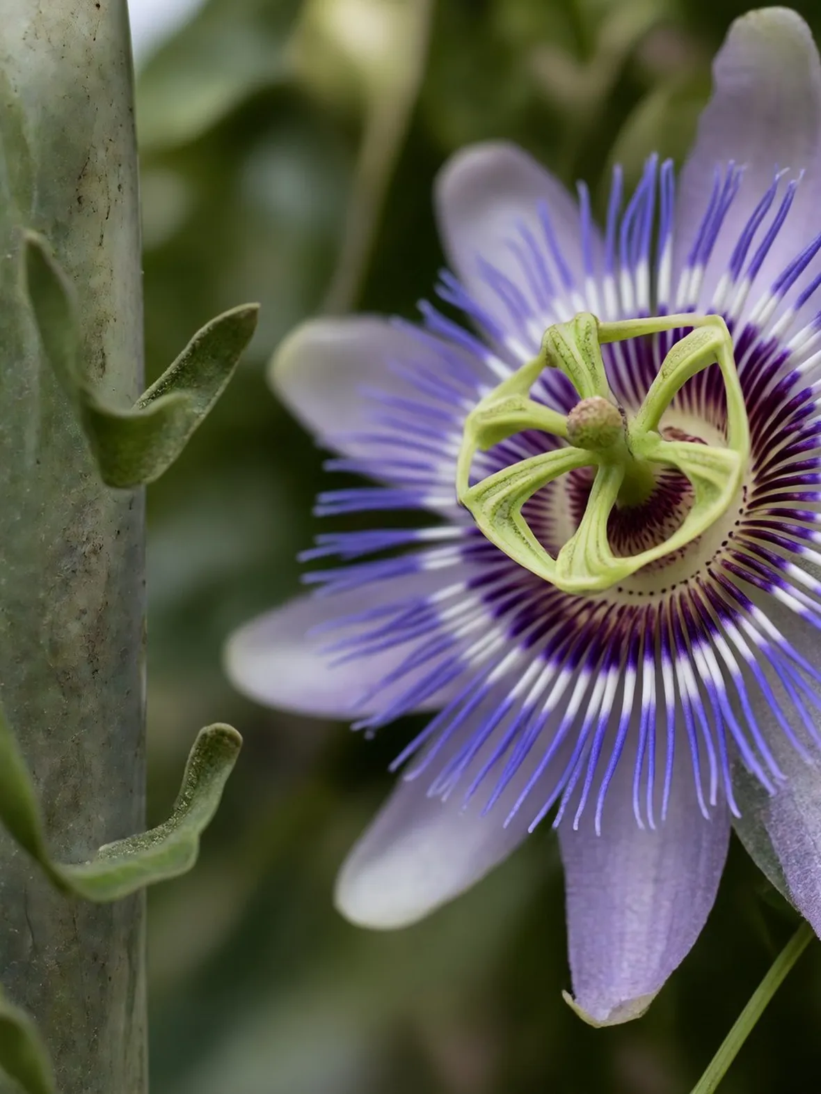 passiflora caerulea