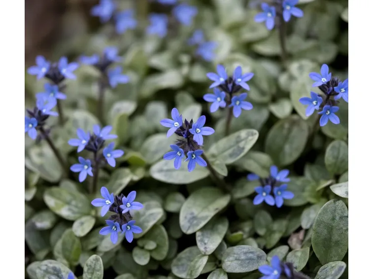 fiori ajuga