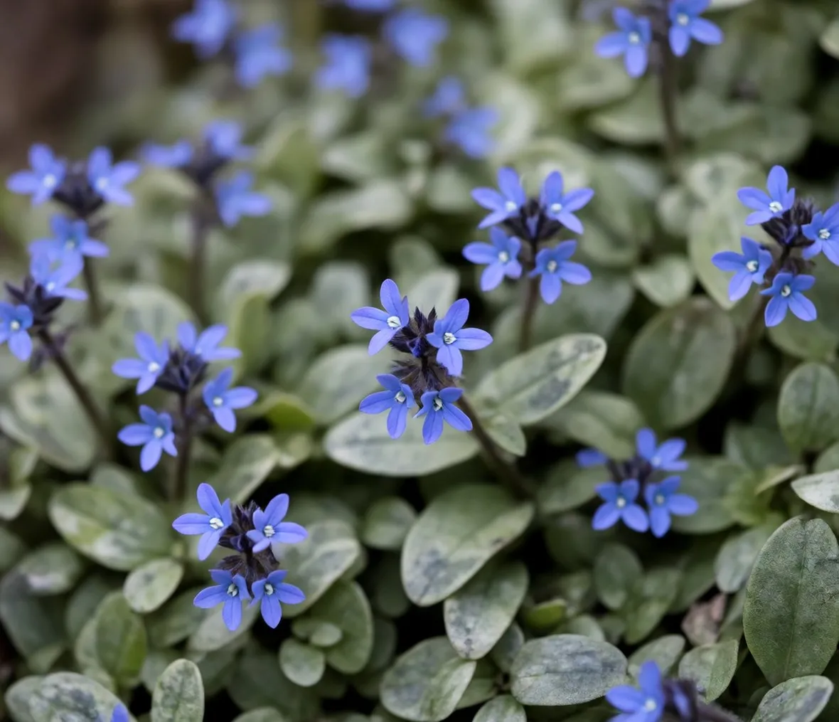 fiori ajuga
