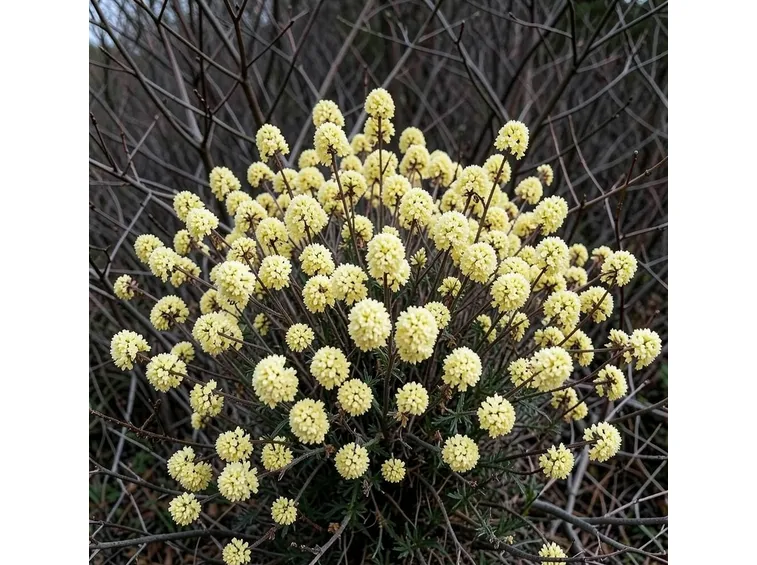 edgeworthia