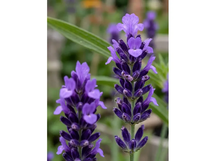 Fiori di Lavanda