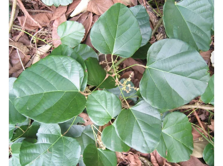 Chondrodendron tomentosum