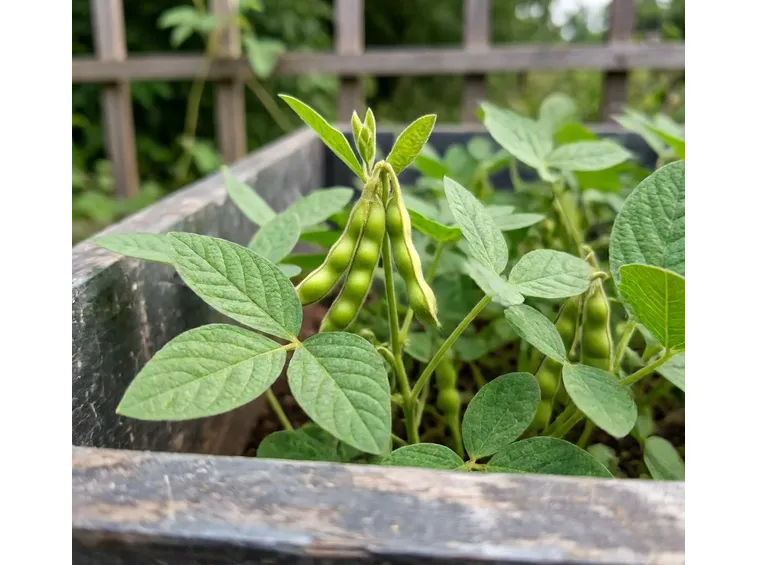 Oli vegetali alimentari