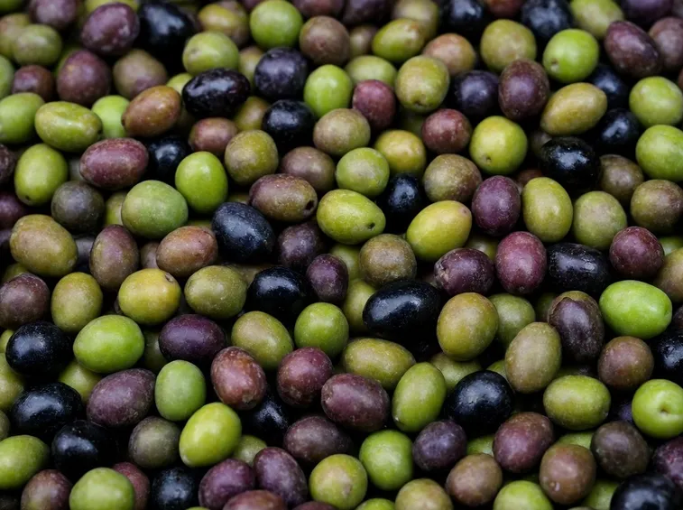 Il raccolto