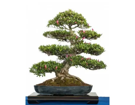 bonsai