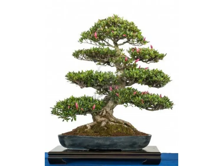 bonsai