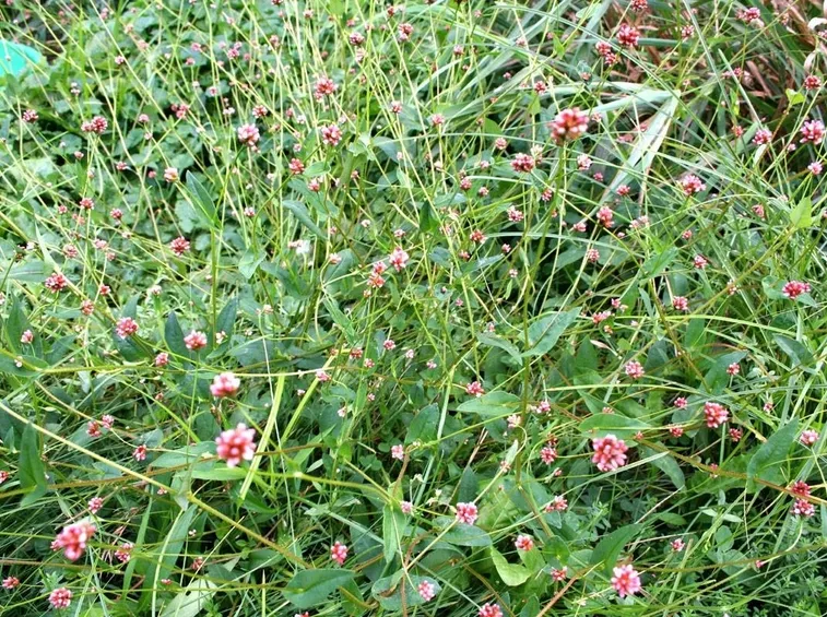 erbacce in giardino