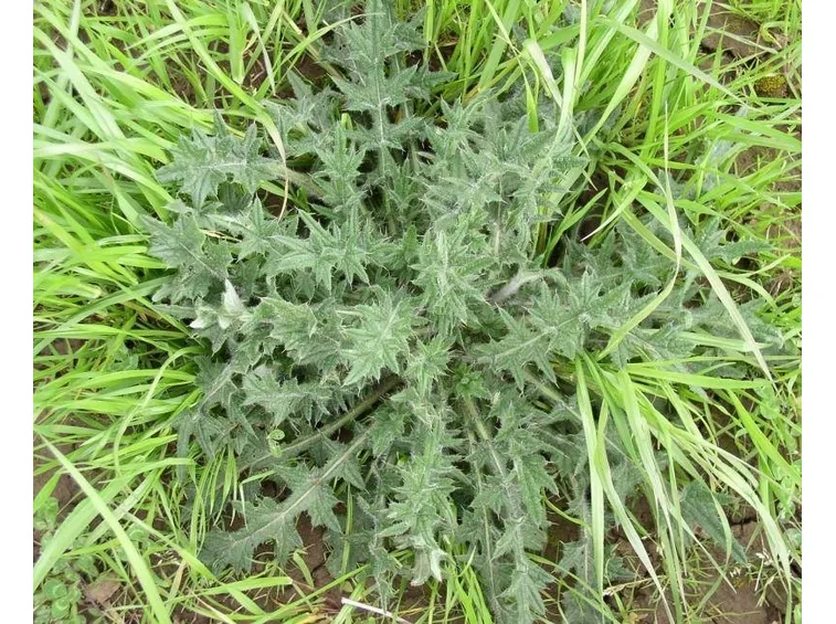 cardo