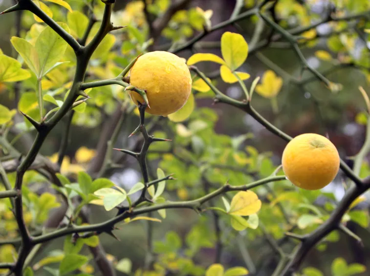 Limone selvatico