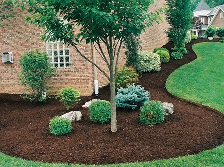 Un esempio di pacciamatura in giardino