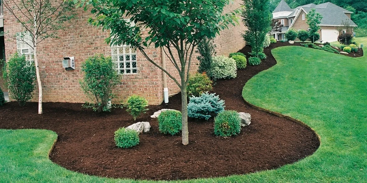 Un esempio di pacciamatura in giardino
