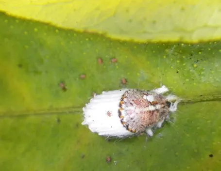Cocciniglia