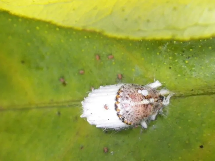 Cocciniglia