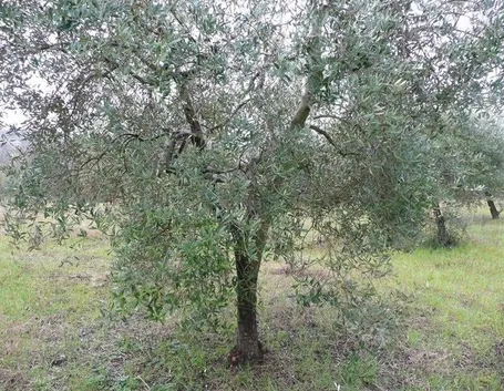 ulivo