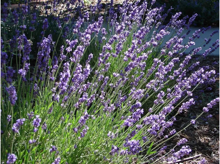 Lavanda in fiore