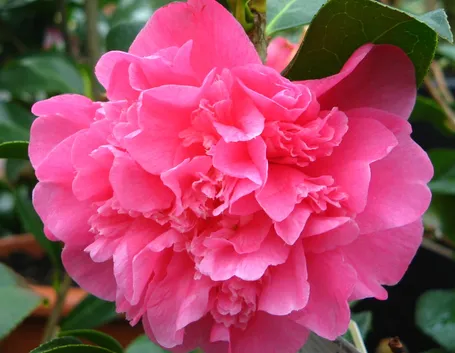 fiore camelia