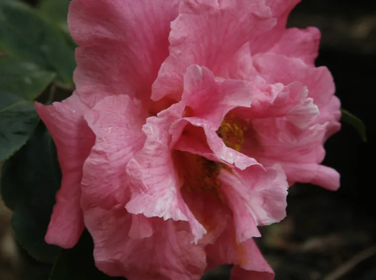 fiore camelia