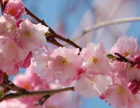 Infiorescenza del ciliegio a primavera