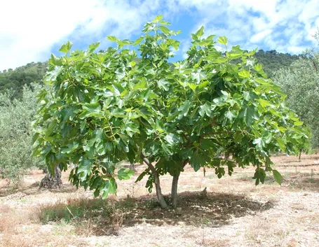 Albero fico