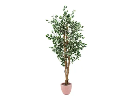 ficus benjamin