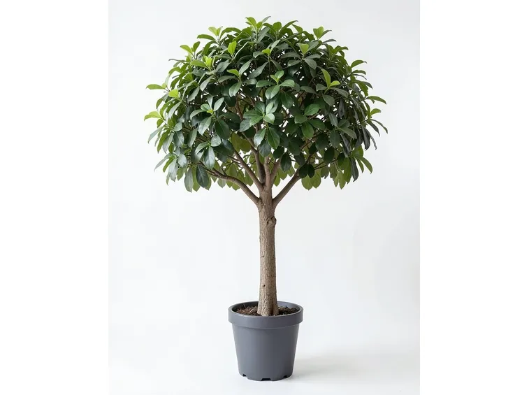 ficus benjamin