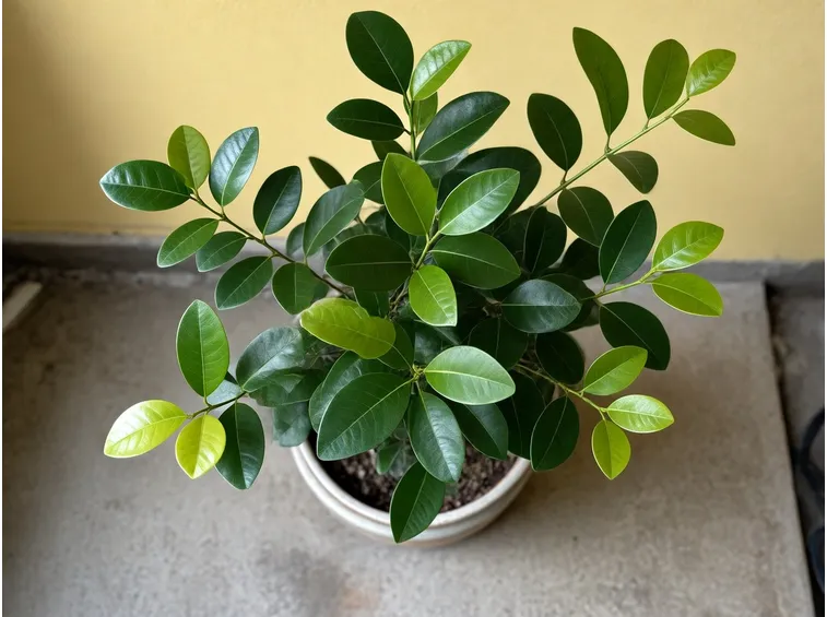 ficus benjamina